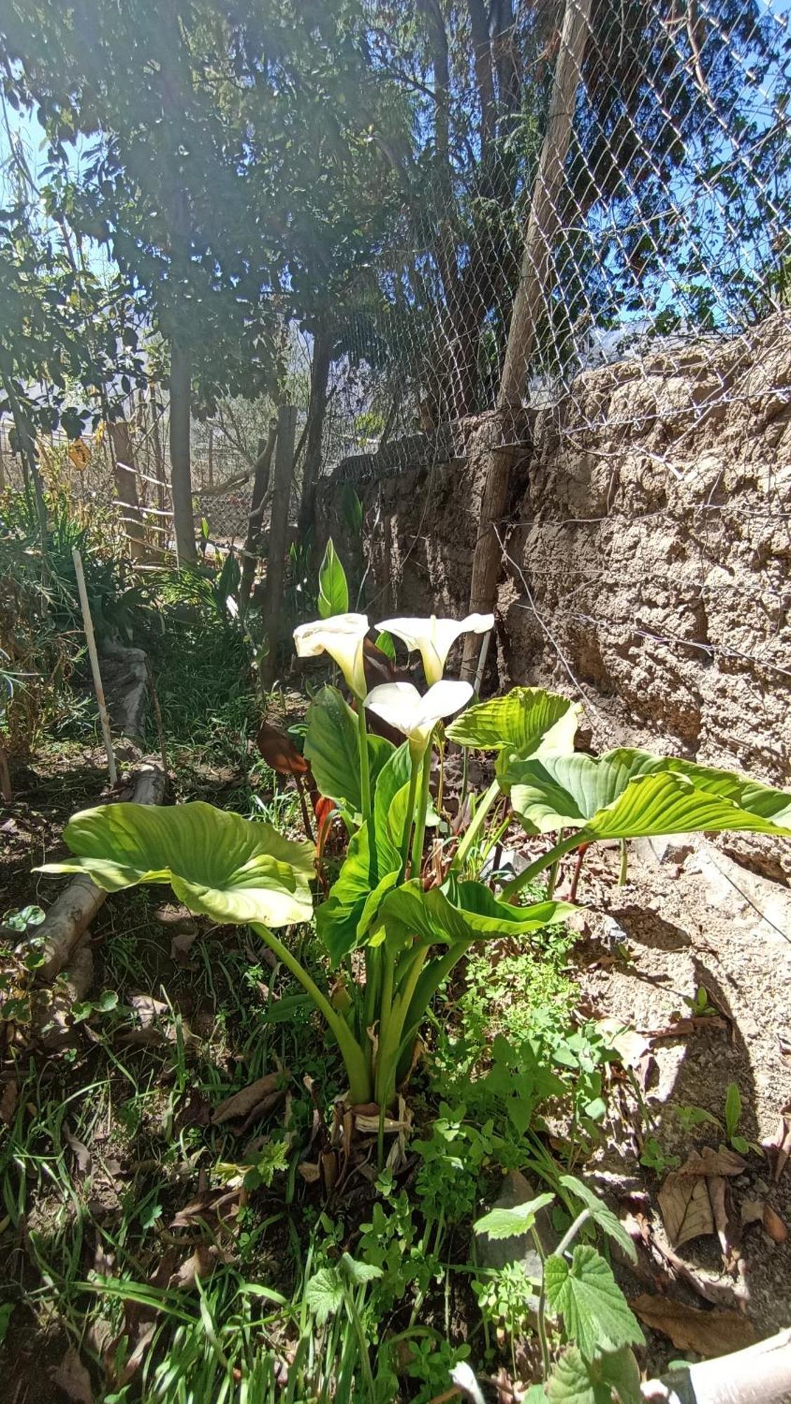 Casa Rivera *
